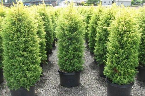 Можжевельник обыкновенный (описание, посадка и уход) - фото 7 Можжевельник обыкновенный (описание, посадка и уход) - фото 7