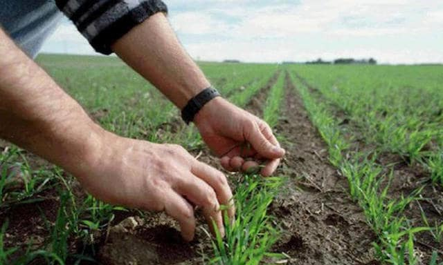 90% озимых в Харьковской области находится в удовлетворительном состоянии