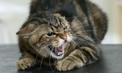 В части Киевского района областного центра введен карантин