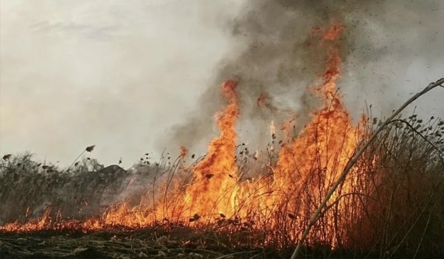 В области во время пожаров погибли две женщина