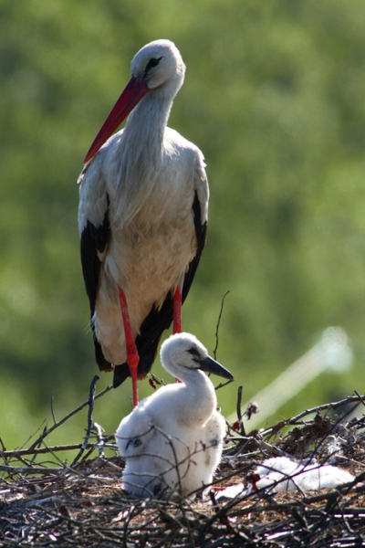 В семье аистов пополнение