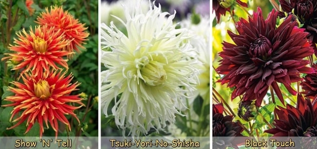 Классификация георгин: виды, форма, цвета и особенности