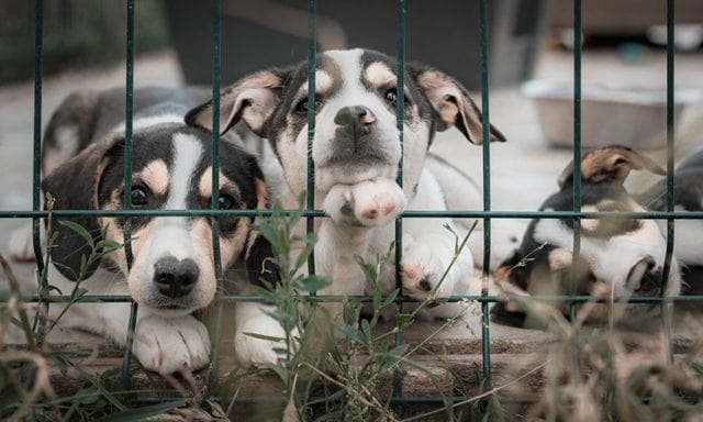 Молодым на свадьбе вместо цветов дарили корм для животных