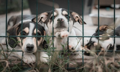 Молодым на свадьбе вместо цветов дарили корм для животных