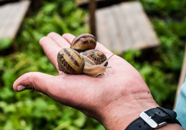 Улиточная ферма на Харьковщине сокращает объемы производства