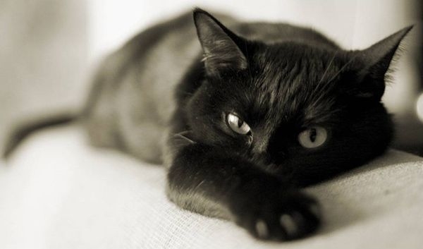 Началась вакцинация домашних животных