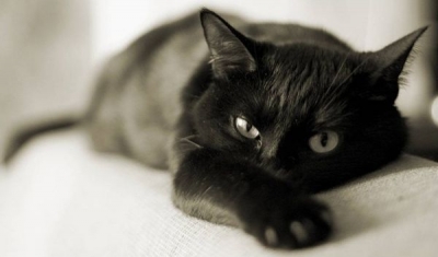 Началась вакцинация домашних животных