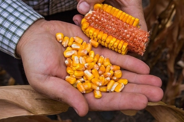 Основні показники якісного насіння кукурудзи на посадку