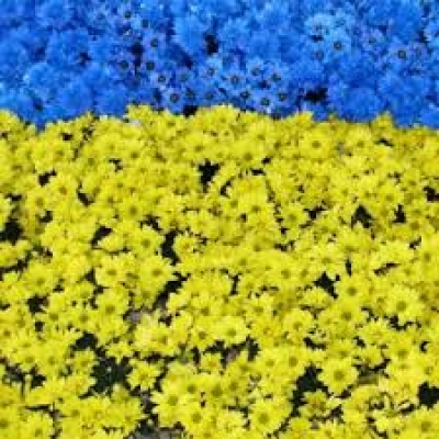 В Харькове создали огромный цветочный флаг