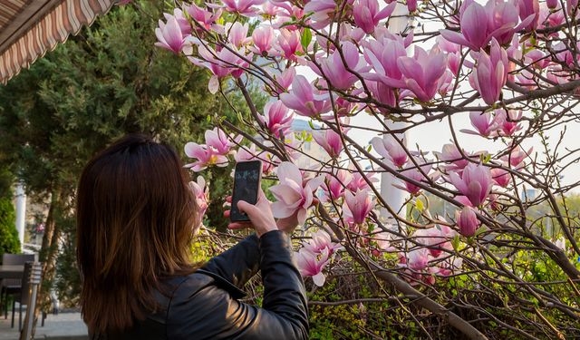 Харьковчане облюбовали цветущие магнолии
