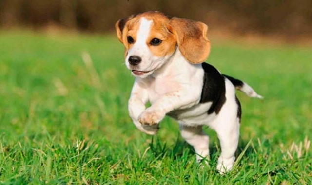 Дрессировка собак: зачем нужен кинолог?