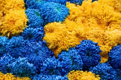 В Экопарке начался осенний бал хризантем (фото)