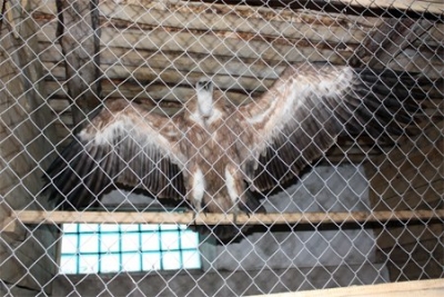 Подпольный зоопарк выявили в Харькове