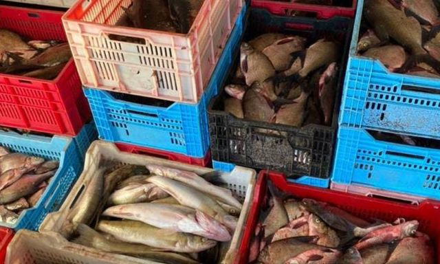 Браконьеры наладили сбыт рыбы в крупных масштабах