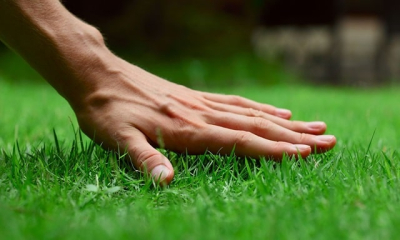 Как выбрать семена газонной травы: рекомендации по выбору и посеву газону