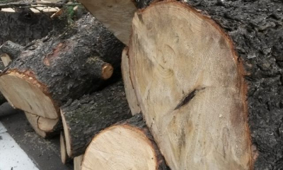 «Черный лесоруб» из Валковского района предстанет перед судом