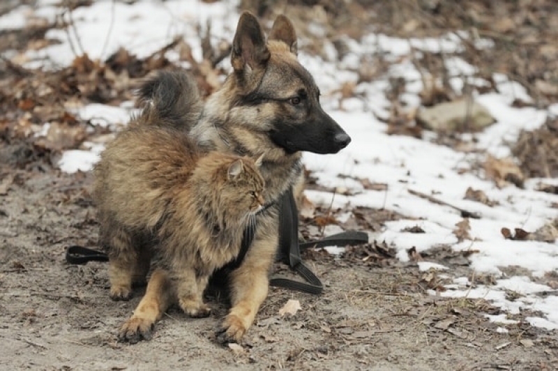 Харьковчанам предлагают обзавестись домашними питомцами