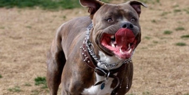 Под Харьковом бойцовские псы в течение получаса кусали прохожего