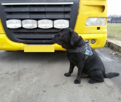 Служебный пес Фил нашел наркотики среди ящиков с хурмой