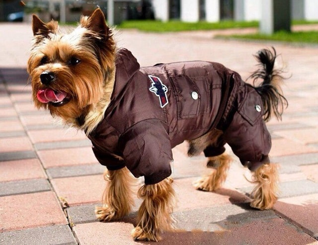 Навіщо потрібний одяг для собак