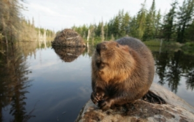 В Харьковском приюте будет жить бобренок