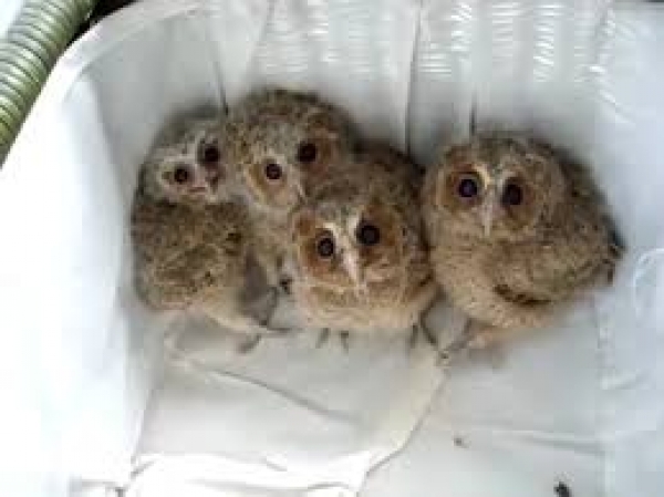 В зоопарке рассказали о совятах