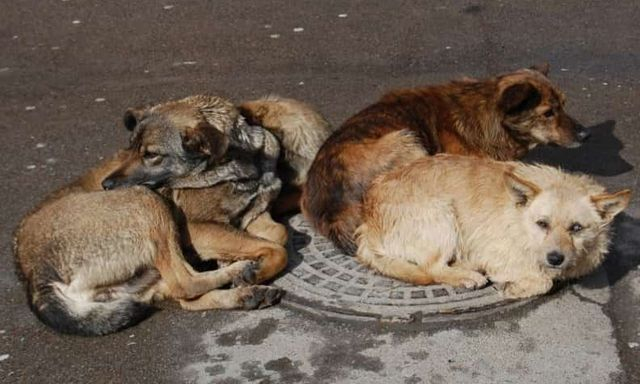 В 2024-ом году в Харькове на отлов бездомных животных потратят 6 млн гривен