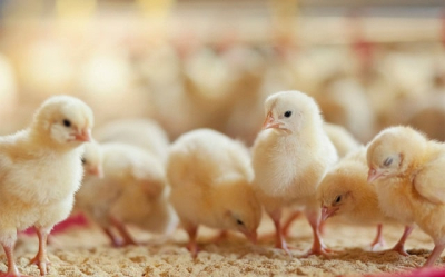 Чи впливають поїлки на поведінку курей? Дослідження фермерів