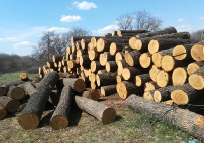 Должностных лиц Красноградского лесхоза подозревают в незаконной вырубке леса