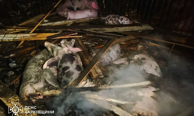 Вражеский удар по агропредприятию в Чугуевском районе – погибло почти 60 голов свиней