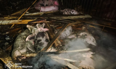 Вражеский удар по агропредприятию в Чугуевском районе – погибло почти 60 голов свиней