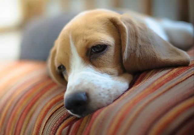 Как защитить вашего четырехлапого друга от беспокойства и депрессии