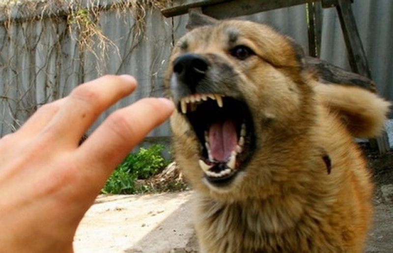 Сколько харьковчан пострадало от бешеных животных