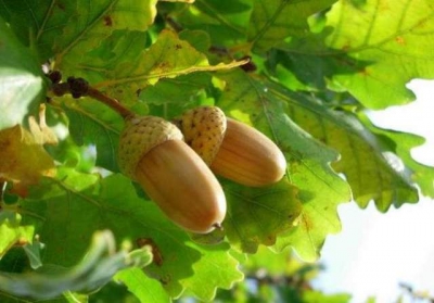 В дендропарке высадят зеленых великанов