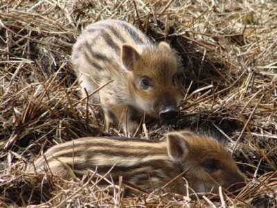 В зоопарке многочисленное пополнение