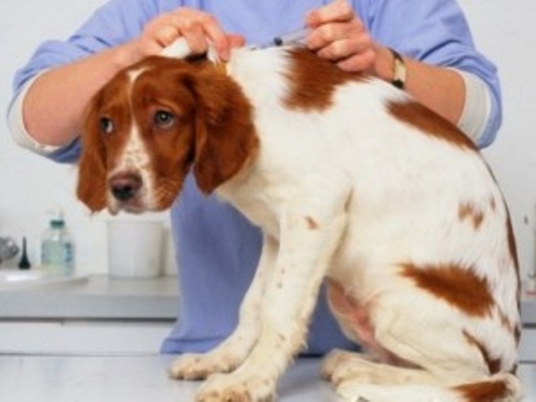 Передвижной ветеринарный пункт появится в Харькове