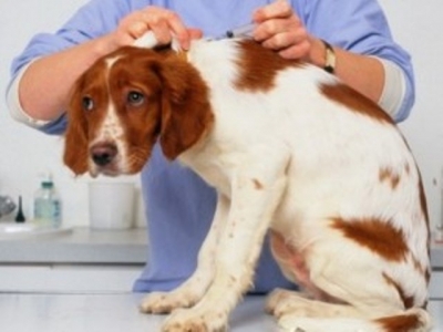 Передвижной ветеринарный пункт появится в Харькове