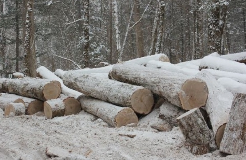 Под Харьковом двое безработных незаконно вырубили более 100 дубов