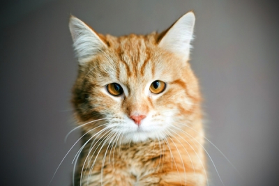 Бездомных котов отправляют на лечение и стерилизацию