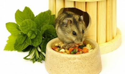 Чем кормить хомяка джунгарика в домашних условиях: обзор, список