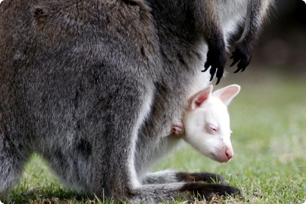 В зоопарке родился кенгуренок
