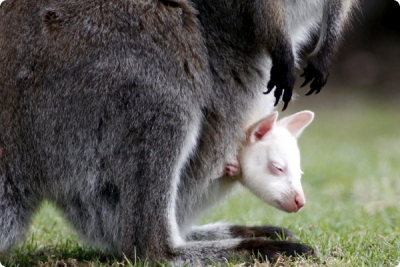 В зоопарке родился кенгуренок