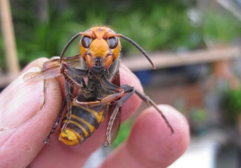 На Харьковщине мужчину атаковали опасные насекомые, он погиб