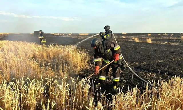 Оккупационные войска уничтожили еще одно поле с созревшей пшеницей
