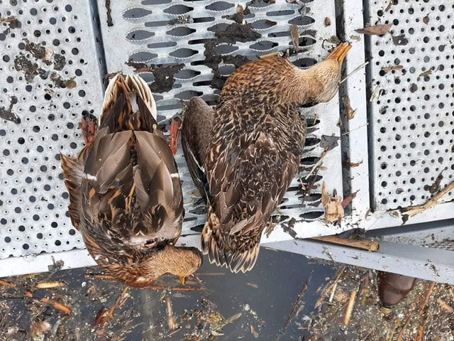 В р. Уды продолжают находить мертвых уток – причиной отравлений назвали неочищенные стоки