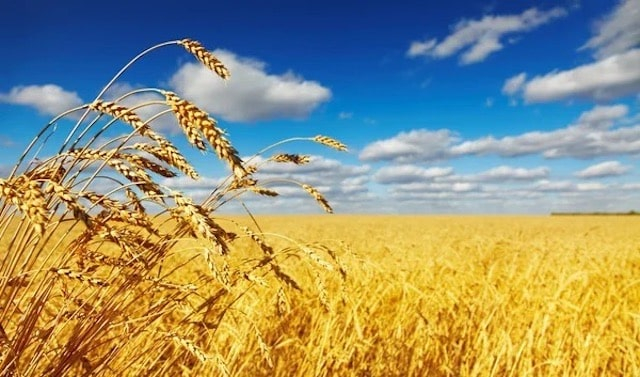 Аграрии Харьковской области стали меньше выращивать пшеницы