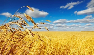 Аграрии Харьковской области стали меньше выращивать пшеницы