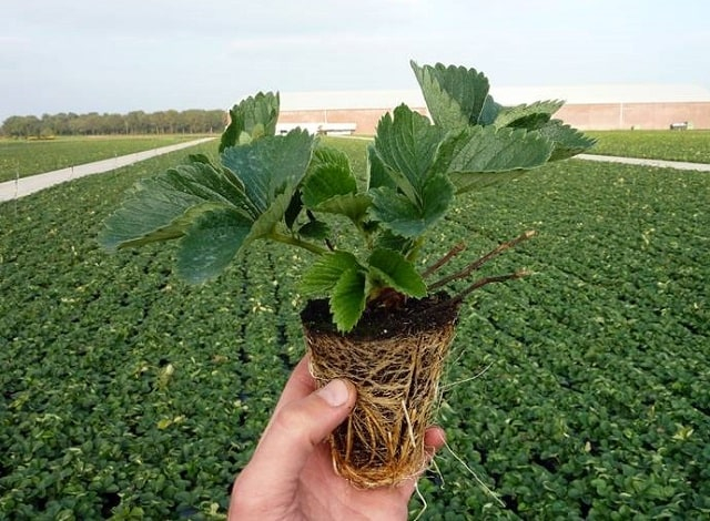 Саженцы клубники - как выбрать сорт