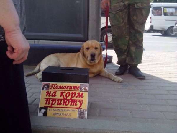 Мошенничество на животных