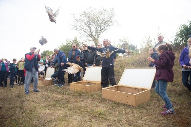 В Дергачевском районе выпустили в природу свыше ста фазанов